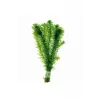 Akvaryum Bitkisi Elodea Densa, 5 Dal, Dev Boy, Xxl, Yeşil