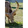 Ankole-Watusi cattle, sketchpad