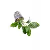 Anubias Coffeefolia Compact Saksı Canlı Bitki