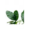 Anubias Coffeefolia Compact Saksı Canlı Bitki