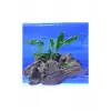 Anubias Minima Canlı Bitki