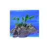 Anubias Minima Canlı Bitki