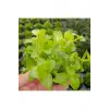 Bacopa Lanigera Saksı Canlı Bitki