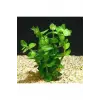 Bacopa Lanigera Saksı Canlı Bitki
