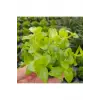 Bacopa Lanigera Saksı Canlı Bitki