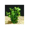 Bacopa Lanigera Saksı Canlı Bitki