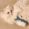 Balık Şeklinde Peluş Kedi Oyuncağı