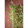 Bambu Seperatör 170 Cm Balkon Saksısı