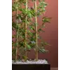 Bambu Seperatör 170 Cm Balkon Saksısı