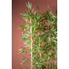 Bambu Seperatör 170 Cm Balkon Saksısı