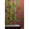 Bambu Seperatör 170 Cm Balkon Saksısı