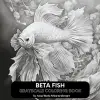 Beta Fısh Grayscale Coloring Book