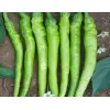 Biber Çetinel Tohumu 10 g