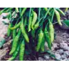 Biber Cin Tohumu - Aksel 10 g