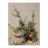 Bodur Süs Narı; 30-60 cm, Saksılı, Çiçekli Bodur Bitkiler, Pomegranate Tree