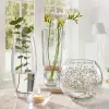 Botanıca Vazo 0 Tekli Hediyelik Kutu