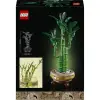 Botanicals Şans Bambusu 10344