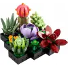 Botanicals Sukulentler 10309