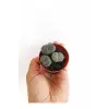 BTSTS6 Lithops Taş Kaktüs