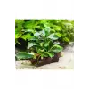 Bucephalandra Green Way Canlı Bitki, Saksılı