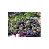 Bucephalandra Green Way Canlı Bitki, Saksılı