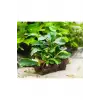 Bucephalandra Green Way Canlı Bitki, Saksılı