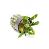 Bucephalandra Velvet saksılı canlı bitki