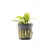Bucephalandra Velvet saksılı canlı bitki