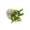 Bucephalandra Velvet saksılı canlı bitki