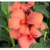 Canna - Tesbih Çiçeği - MANGO (1 Tohum)
