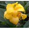 Canna - Tesbih Çiçeği - SARI (1 Tohum)
