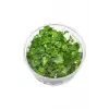 Cardamine Lyrata In Vitro Canlı Bitki