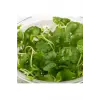 Cardamine Lyrata In Vitro Canlı Bitki
