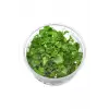 Cardamine Lyrata In Vitro Canlı Bitki