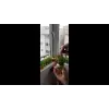 ÇİM ADAM 32Lİ RENKLİ KÜP ŞEKLİNDE çimadam çimoji