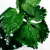 Cool Water Deodorant Spray 150 ml Erkek Deodorant