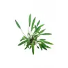 Cryptocoryne Lucens Saksı Canlı Bitki