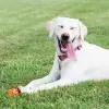 CU32216 XL Köpek Takip Topu