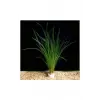 Cyperus Juncus Saksı Canlı Bitki