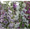 Digitalis Çiçeği Tohumu