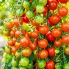 Doğal Cherry Domates Tohumu