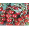 Domates Cherry Tohumu, Aksel 100 adet