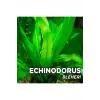 Echinodorus Bleheri Saksı Canlı Bitki