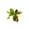 Echinodorus Fancy Twist Saksı Canlı Bitki