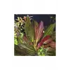 Echinodorus Red Rubin Saksı Canlı Bitki