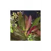 Echinodorus Red Rubin Saksı Canlı Bitki