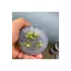 Echinodorus Rose In Vitro Canlı Bitki