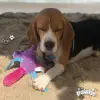 Elephant Figürlü Köpek Pelüş Oyuncağı