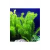 Elodea türü canlı akvaryum bitkisi, 5 kök