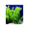 Elodea türü canlı akvaryum bitkisi, 5 kök